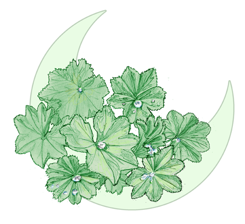 Alchemilla
