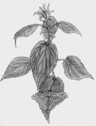 Nettle