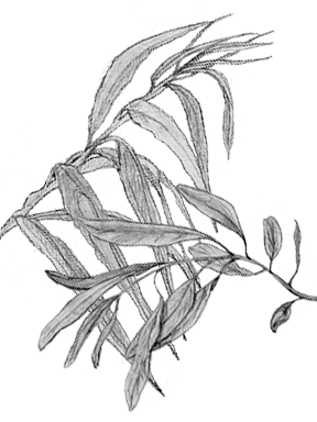 Nettle