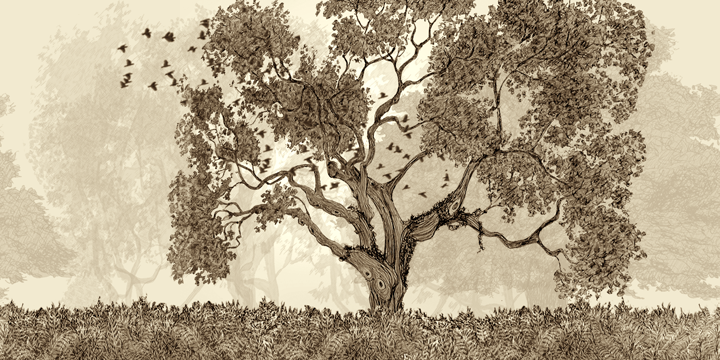 Oak