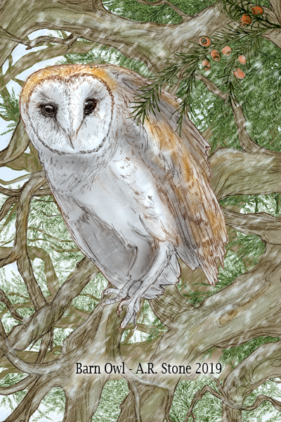 Barn Owl page