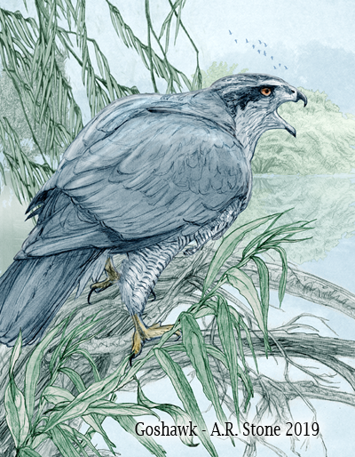 Goshawk page