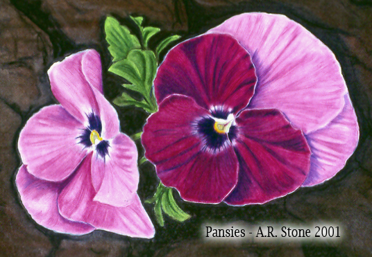 Pansies page