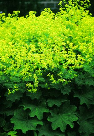 Lady's Mantle
