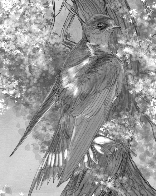 Swallow
