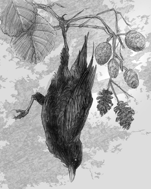 Crow