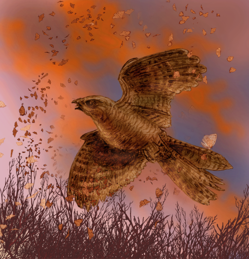 Nightjar