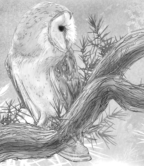 Barn Owl