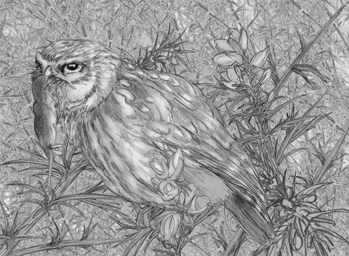 Little Owl