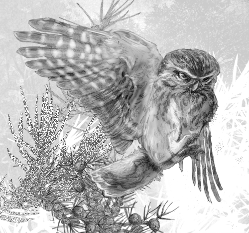 Little Owl