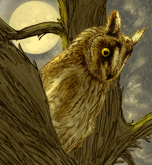 Long-Eared Owl