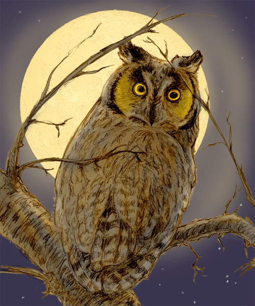 Long-Eared Owl
