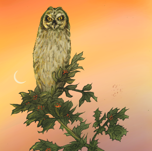 Short-Eared Owl