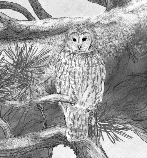 Tawny Owl