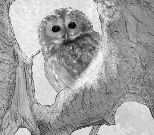 Tawny Owl