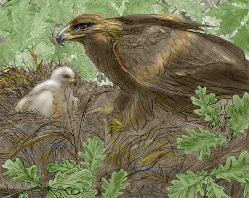 Eagle