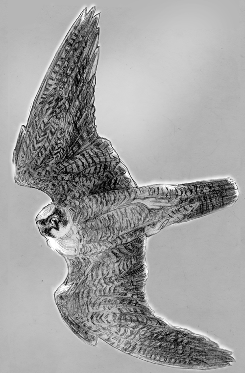Falcon
