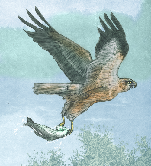 Harrier