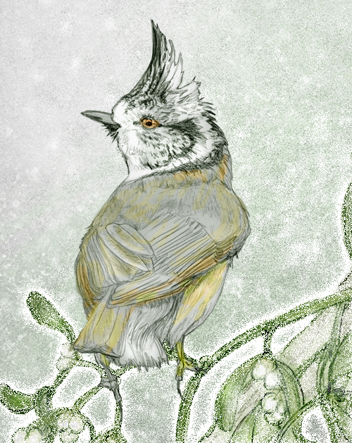 Crested Titmouse