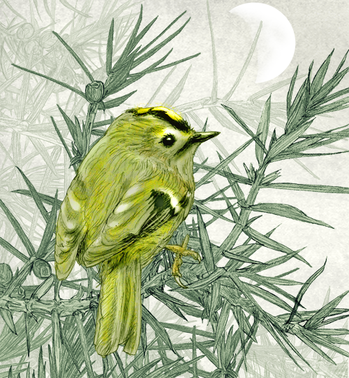 Goldcrest