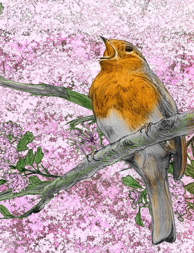 Robin