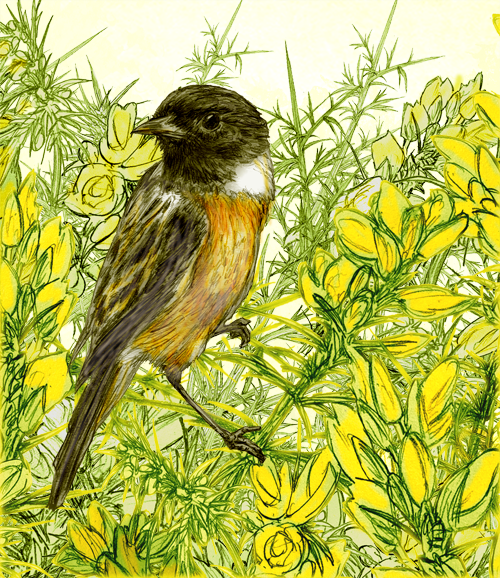 Stonechat