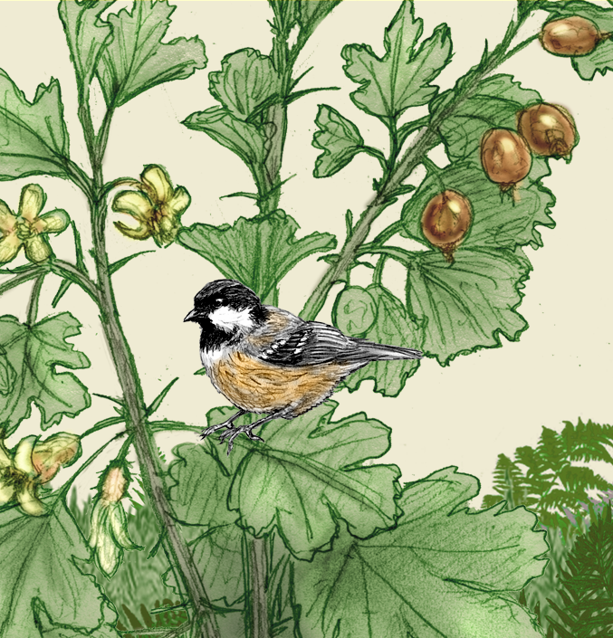 Coal Titmouse