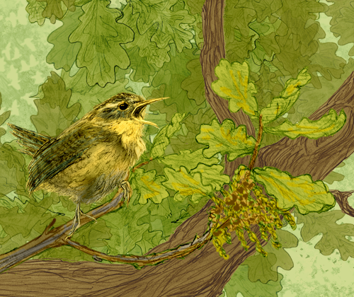Wren