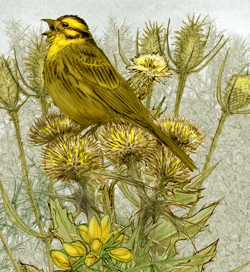 Yellowhammer