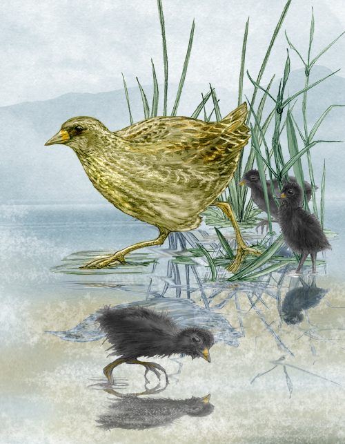 Crake