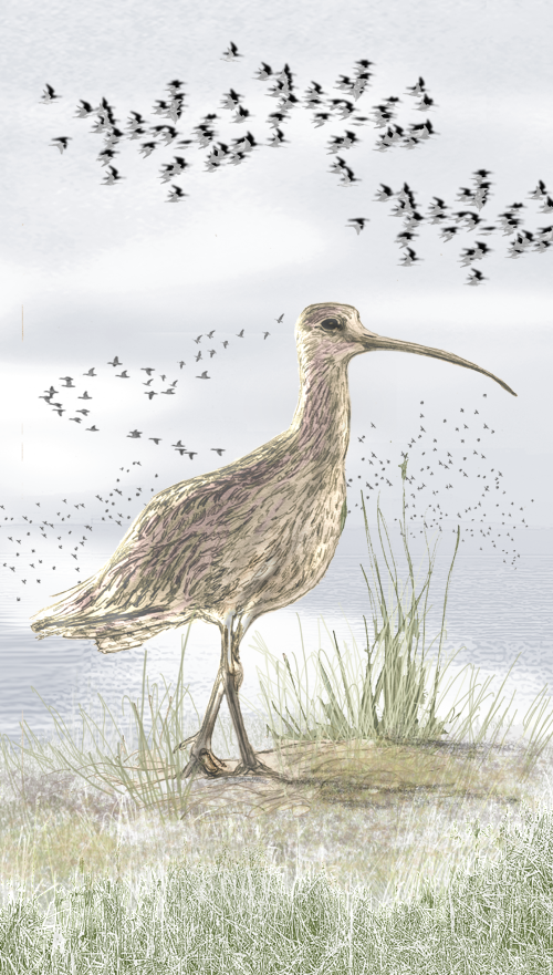 Curlew