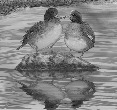 Duck