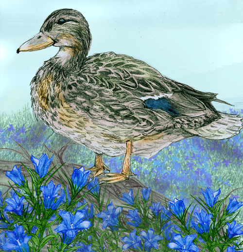 Duck