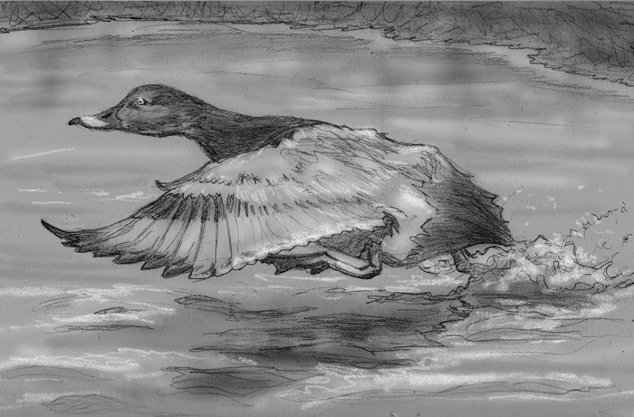 Duck