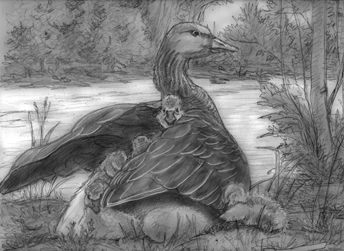 Goose
