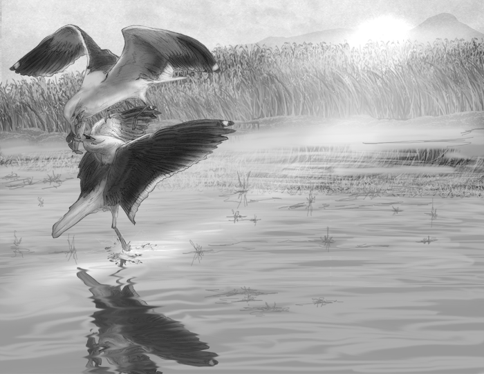 Gulls