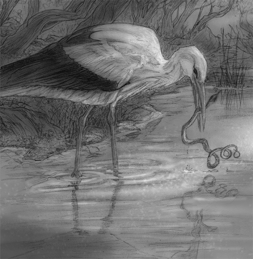 Stork