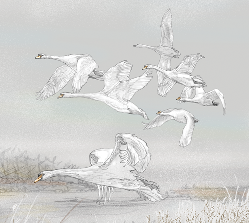 Swan