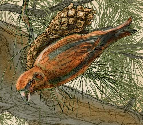 Crossbill