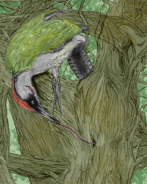 Woodpecker