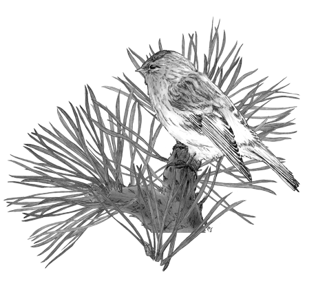 Redpoll