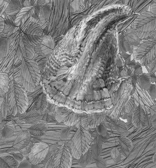 Wryneck
