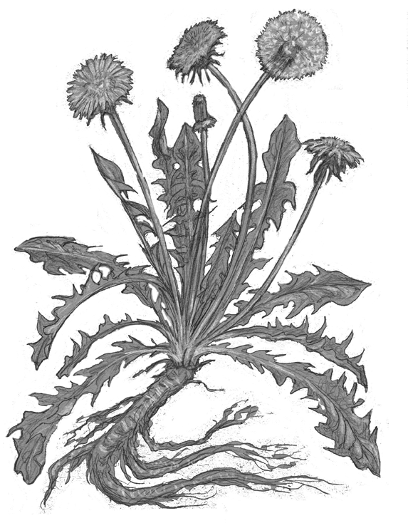 Dandelion